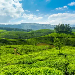 Alleppey, Cochin & Munnar: 6 Day Kerala Honeymoon Experience