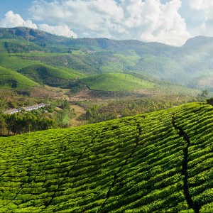 Alleppey, Cochin & Munnar: 6 Day Kerala Honeymoon Experience
