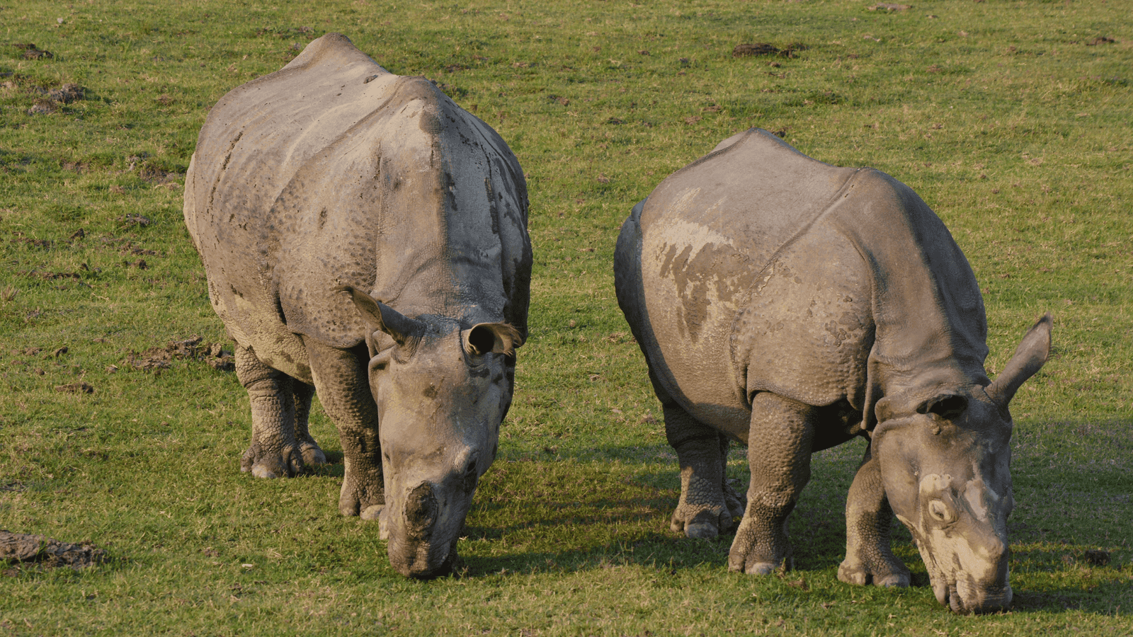 Assam - Kaziranga