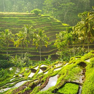 Bali Couple Tour Package 7 Days: A Romantic Journey