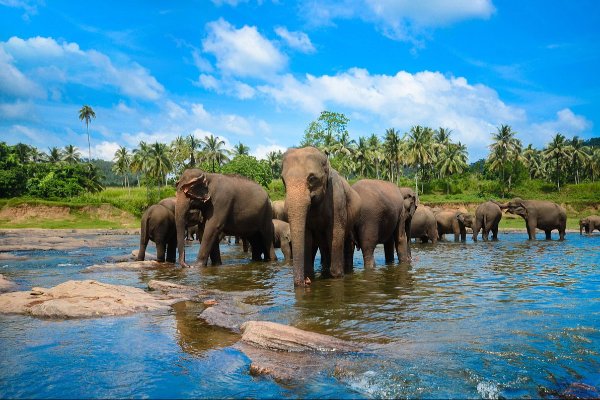 Classic Sri Lanka 5-Day Itinerary: Hills, Heritage & City — photo 3
