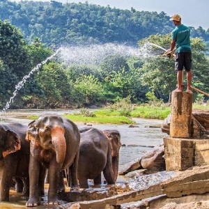 Classic Sri Lanka 5-Day Itinerary: Hills, Heritage & City