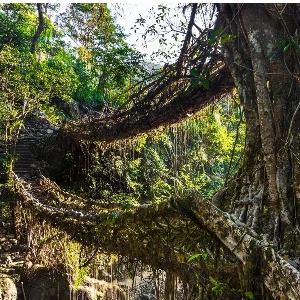 Discover Meghalaya’s Beauty: North East Honeymoon Package