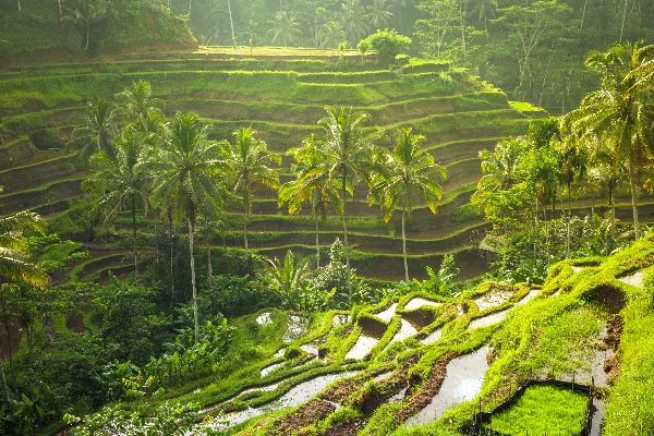 Exclusive Bali Couple Holiday Package — photo 4