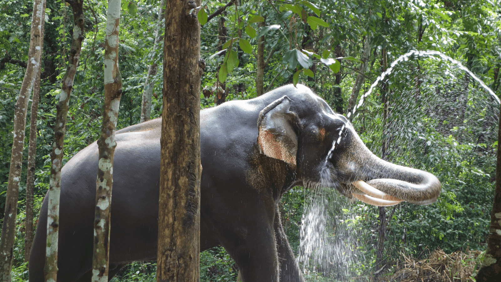 Family Kerala Trip: Explore the Best of Hills, Wildlife, and Beaches in 6 Days