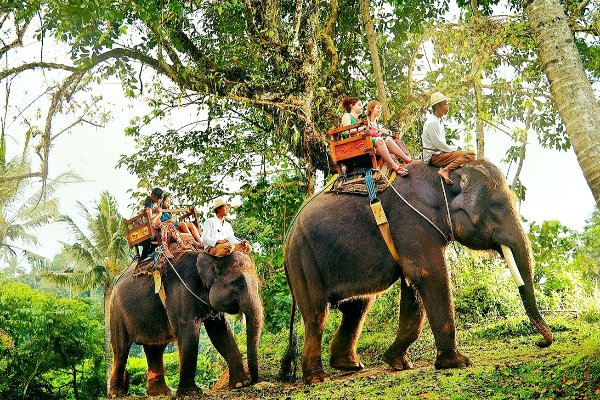 Family Kerala Trip: Explore the Best of Hills, Wildlife, and Beaches in 6 Days — photo 3