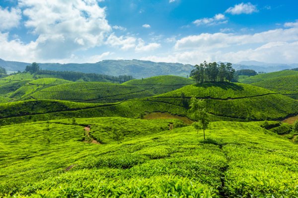 Family Kerala Trip: Explore the Best of Hills, Wildlife, and Beaches in 6 Days — photo 4
