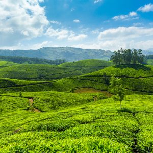 Family Kerala Trip: Explore the Best of Hills, Wildlife, and Beaches in 6 Days