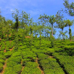 Family Kerala Trip: Explore the Best of Hills, Wildlife, and Beaches in 6 Days