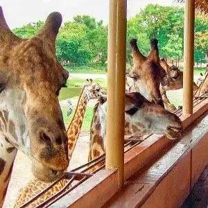 Family Travel Thailand: 6 Days of Bangkok & Pattaya