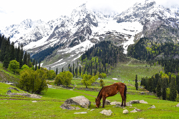 Heaven Unfolded: A 6D/5N Kashmir Tour Itinerary — photo 4