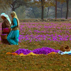 Kashmir 5-Day Tour Itinerary: A Slice of Heaven