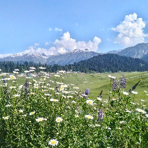 Kashmir Tour Itinerary: 6 Days of Lakes, Valleys & Himalayan Landscapes