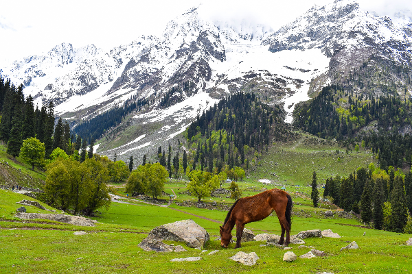 Kashmir trip package: A Heavenly Sojourn — photo 3