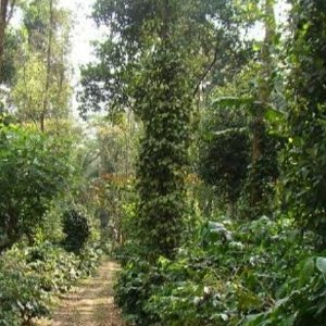 Kerala Family Package: Bangalore, Mysore, Wayanad & Coorg in 7 Days