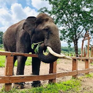 Kerala Family Package: Bangalore, Mysore, Wayanad & Coorg in 7 Days