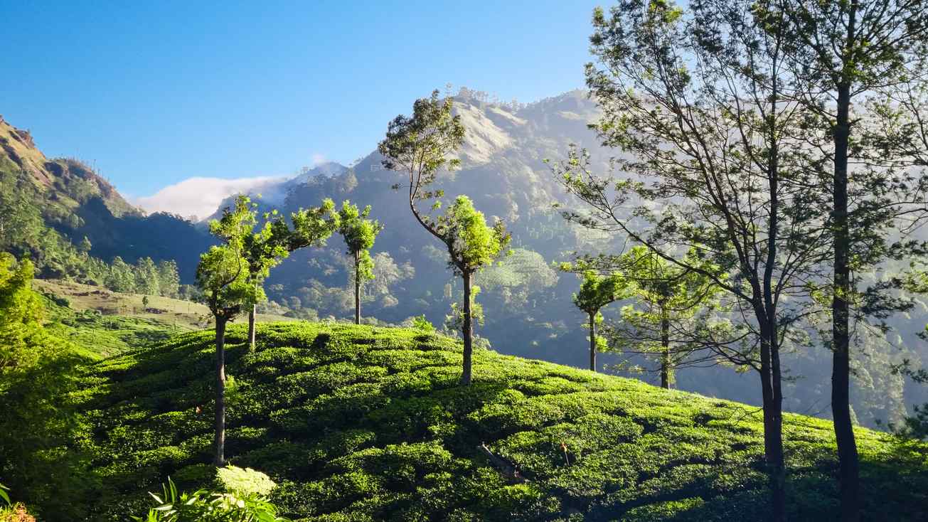 Kerala Packages: Tea, Temples & Tranquil Waters Await