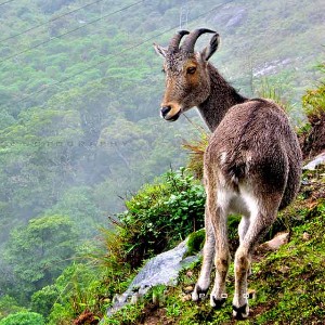 Kerala Tour Package 5 Nights 6 Days: Kerala in One Sweep