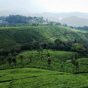 Kerala Vacation Packages: A 6-Day Romantic Escape for Couples
