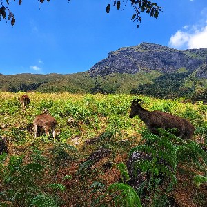 Kerala Vacation Packages: A 6-Day Romantic Escape for Couples