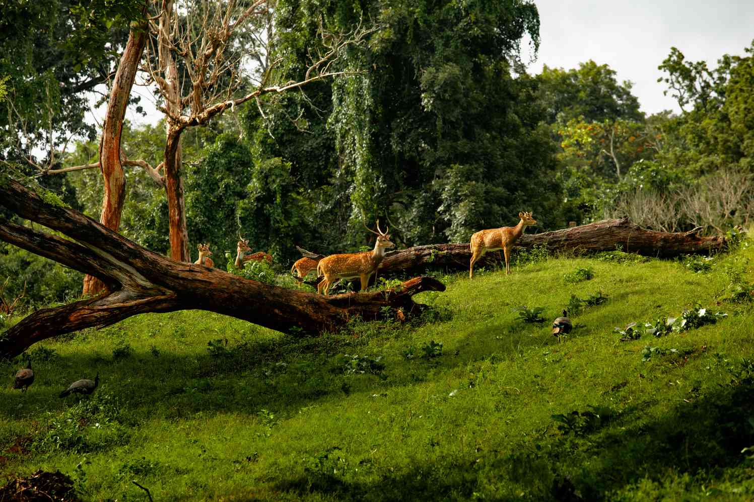 Kerala Wildlife 5 Days Package
