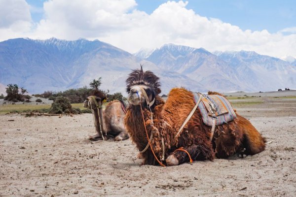 Leh Ladakh 5 Nights 6 Days Friends Trip:  Adventure, Fun, and Nature — photo 4