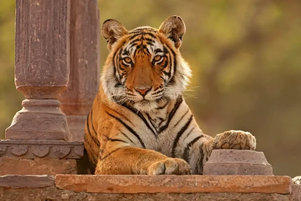 Rajasthan Trip Plan: 3 Nights 4 Days Jaipur and Ranthambore Family Tour — photo 4