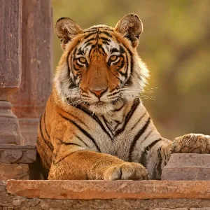 Rajasthan Trip Plan: 3 Nights 4 Days Jaipur and Ranthambore Family Tour