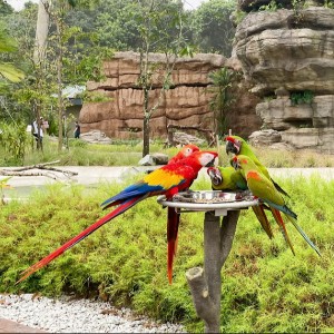 Singapore Honeymoon Trip: A City for Lovers