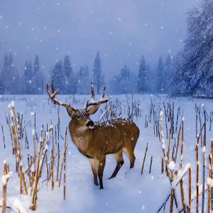 Six Days in Paradise: Jammu & Kashmir Package