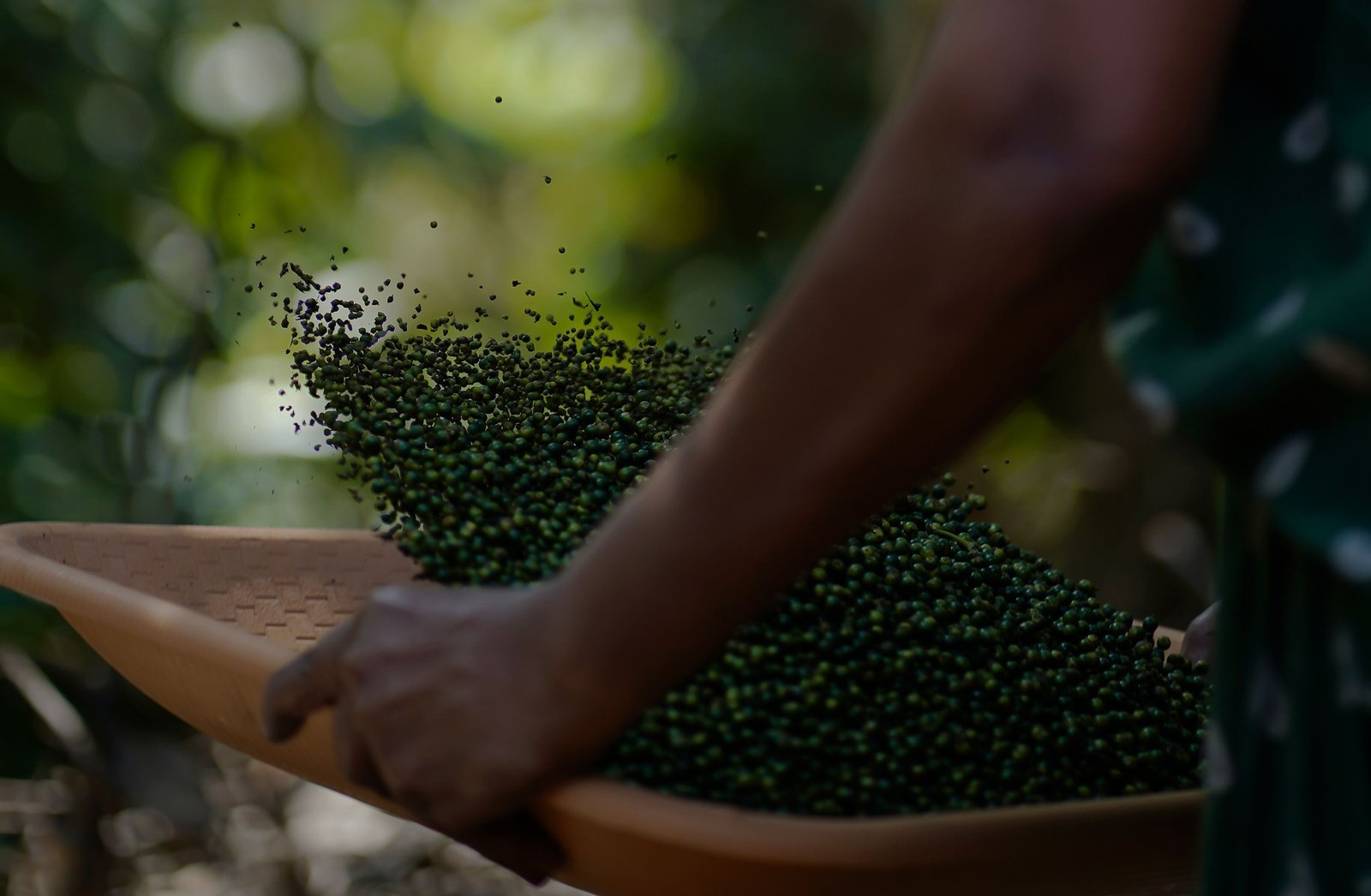 Spice Garden of Kerala: Discover the Aromatic Heart of the South