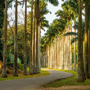 Sri Lanka 4 Nights 5 Days Family Tour Package: Island Family Escape