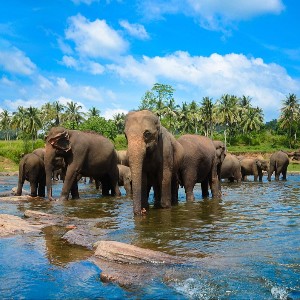 Sri Lanka 6-Day Itinerary: Heritage & Coastal Escape