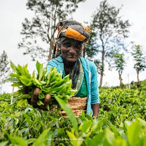 Sri Lanka 6-Day Itinerary: Heritage & Coastal Escape