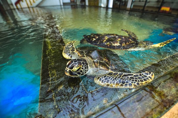 Sri Lanka Family Holiday Package: A Week of Island Wonders — photo 4