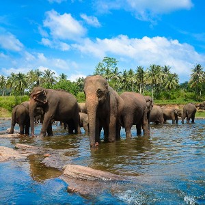 Sri Lanka Family Holiday Package: A Week of Island Wonders