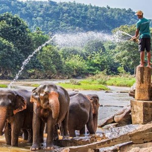 Sri Lanka Family Holiday Package: A Week of Island Wonders