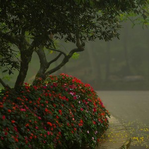 Sri Lanka Family Holiday Package: A Week of Island Wonders