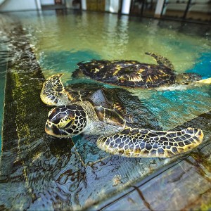 Sri Lanka Family Holiday Package: A Week of Island Wonders