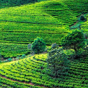 Sri Lanka Family Tour: Island of Timeless Wonders
