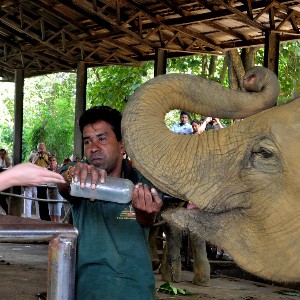 Sri Lanka Honeymoon Packages: Romance Across the Island