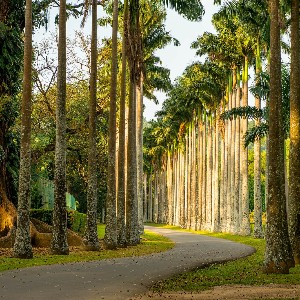 Sri Lanka Honeymoon Packages: Romance Across the Island