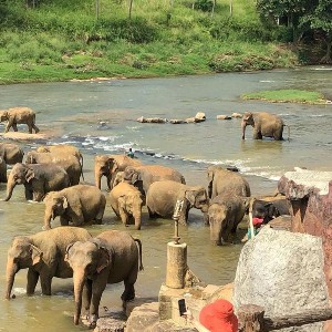Sri Lanka Tour Packages 5 Days: A Perfect Blend of Culture and Coastline