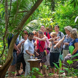 Sri Lanka Tour Packages 5 Days: A Perfect Blend of Culture and Coastline