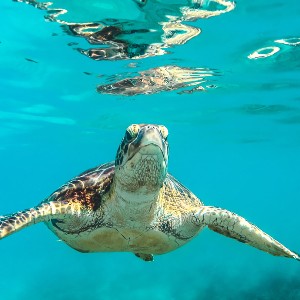 Sri Lanka Tour Packages 5 Days: A Perfect Blend of Culture and Coastline