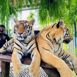 Thailand 8 Nights 9 Days Itinerary: Explore, Relax, and Discover