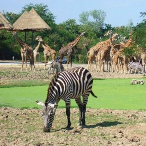 Thailand 8 Nights 9 Days Itinerary: Explore, Relax, and Discover