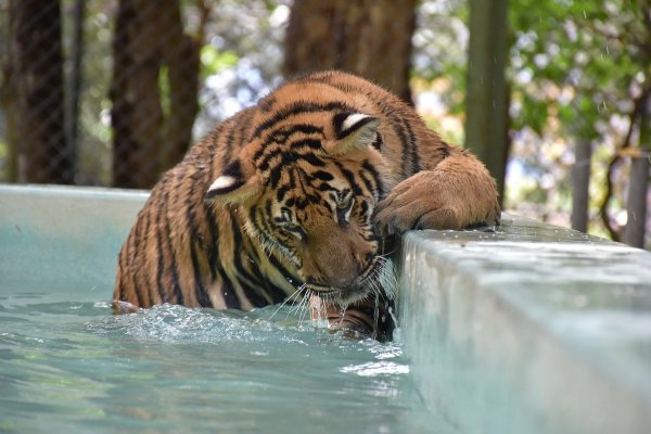 Thailand Family Trip: Phuket Islands, City Tour & Tiger Kingdom — photo 4
