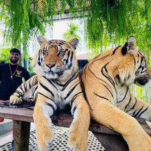 Thailand Family Trip: Phuket Islands, City Tour & Tiger Kingdom