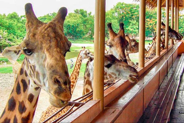 Thailand Tour with Family: Explore the Best of Bangkok & Pattaya — photo 2